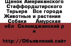 Щенок Американского Стаффордштирского Терьера - Все города Животные и растения » Собаки   . Амурская обл.,Селемджинский р-н